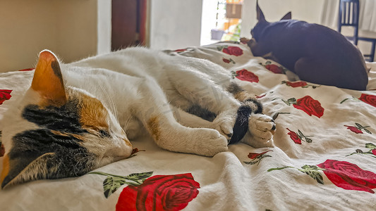 棕猫摄影照片_白猫和棕狗睡在沙发沙发上。