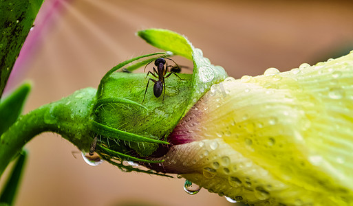 一只蚂蚁在雨中对奥克拉花的坚持。