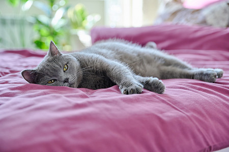 躺在床上的轻松咕噜咕噜的灰猫，在卧室的内部