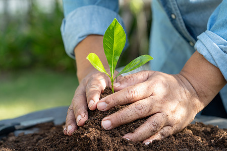 园丁妇女用泥炭藓有机质种植一棵树，改善农业有机植物生长的土壤，生态学概念。