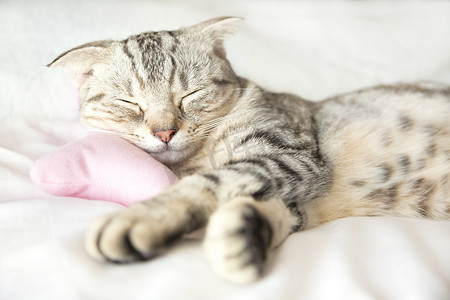 猫睡觉摄影照片_微笑的猫睡在床上