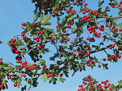 新鲜的山楂浆果在树枝上，在阳光明媚的九月天空下