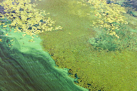 蓝绿藻覆盖着一层薄膜，覆盖在河面上。