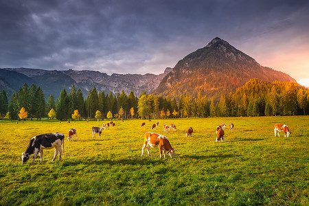 牛和 Karwendel 阿尔卑斯山在秋天日出，蒂罗尔和巴伐利亚阿尔卑斯山边界，奥地利