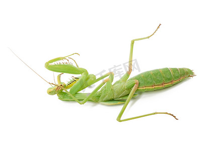背头摄影照片_年轻的绿色螳螂躺在它的背上，昆虫被隔离在白色 b