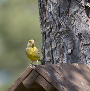 关闭雄性欧洲绿雀，Chloris chloris 坐在巢箱顶部，落叶松树干的鸟舍。 