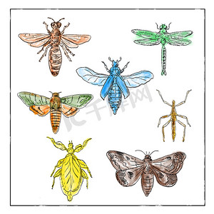 白色背景上的复古蛾、蜻蜓、螳螂和竹节虫收藏