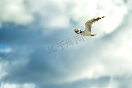 背头海鸥飞过波罗的海的海滩