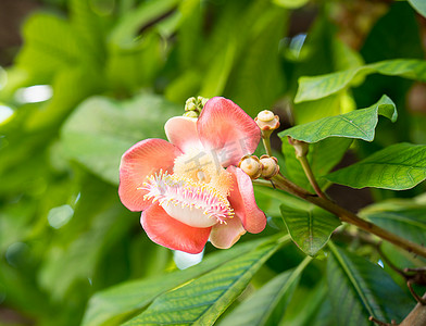 炮弹花或 Sal 花 (Couroupita guianensis) 在