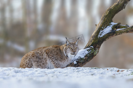 天猫红底摄影照片_1 英俊的天猫座在多雪的冬天森林里