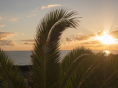 美丽的橙色日出在平静的海洋上，在加那利岛的拉帕尔马，棕榈树叶的轮廓。