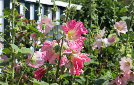 清新明亮的背景摄影照片_粉红色的花朵 Stockroses 在绿色清新的背景中特写