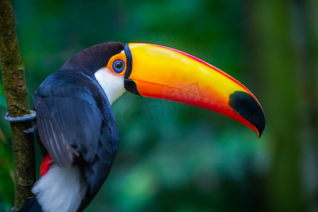 巴西潘塔纳尔的可爱巨嘴鸟热带鸟，背景模糊，巴西