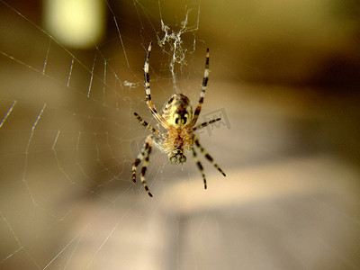 绿眼睛的条纹蜘蛛挂在网上