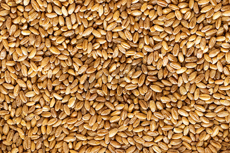 棕色小麦籽粒背景或质地。