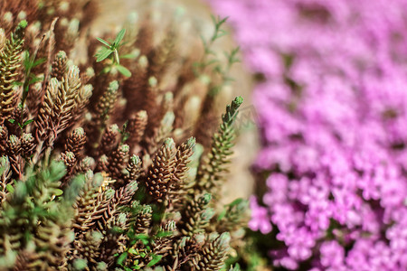 粉色花朵小花朵摄影照片_浅景深照片，焦点只有树枝末端，年轻的绿色冷杉发芽，后面是粉红色的花朵。