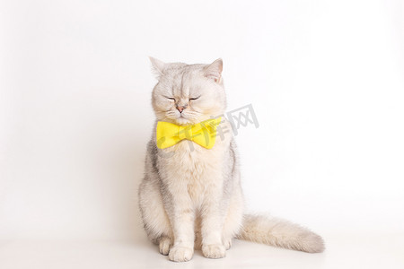 一只系着黄色领结的白色英国猫坐在白色背景上，闭着眼睛坐着。