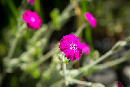 春天花开了摄影照片_春天花园里开了紫色的小花。质地或背景