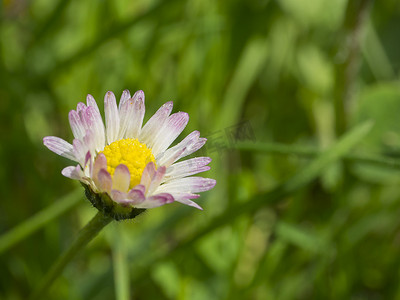 特写宏观小雏菊 Bellis perennis 花粉红色花瓣与绿色散景背景，有选择的焦点