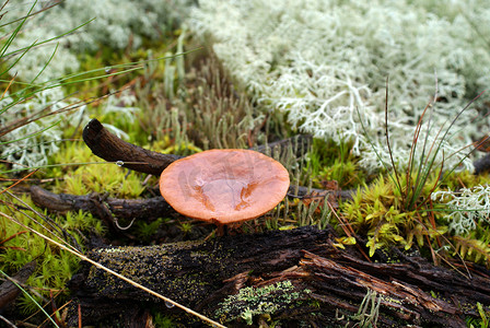 鲁莽摄影照片_森林中的乳盖菇