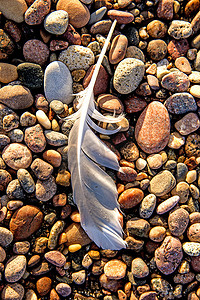 石子摄影照片_沙滩上的羽毛