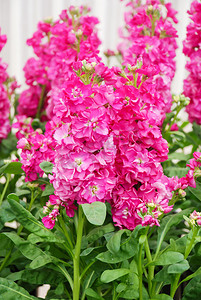 Matthiola incana 花，库存花，护士切花