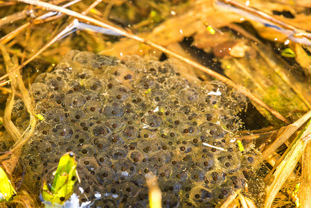 蟾蜍在池塘中产卵