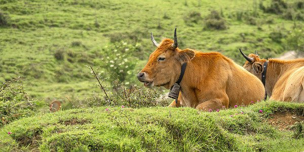 cow摄影照片_Casina Cow，西班牙 Sierra de Cuera 的受保护景观