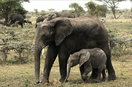 小象和妈妈——一头象牛。