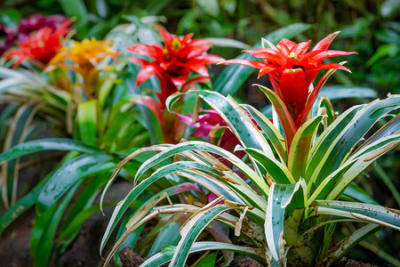 Bromeliad Flowers，Guzmania 热带雨林植物，潘塔纳尔湿地，巴西