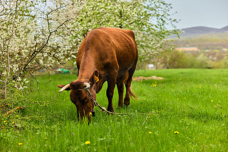 牛摄影照片_孤独的红牛在绿草上吃草