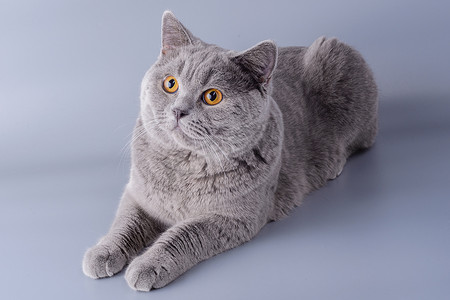 在灰色背景的美丽的年轻英国猫