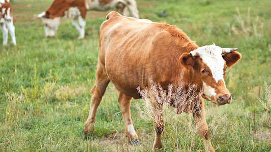 多云的日子里，红牛在草地上吃草。