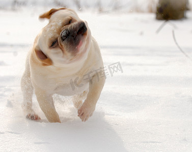狗在雪地里玩耍