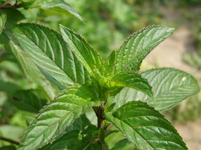 种茶摄影照片_薄荷