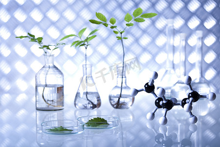 实验器皿摄影照片_实验室玻璃器皿，转基因植物