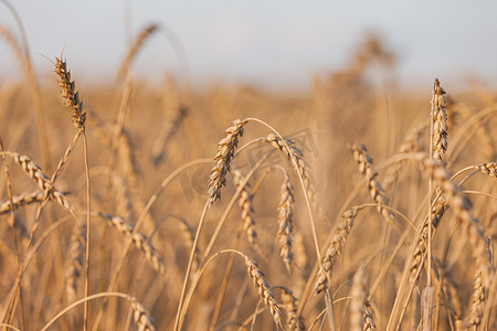 小麦或黑麦农业大田植物