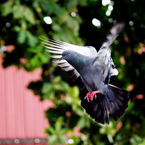 和平的白鸽摄影照片_自然界中的飞鸽