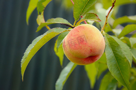 在花园里，桃树的树枝上挂着成熟的桃子。质地或背景