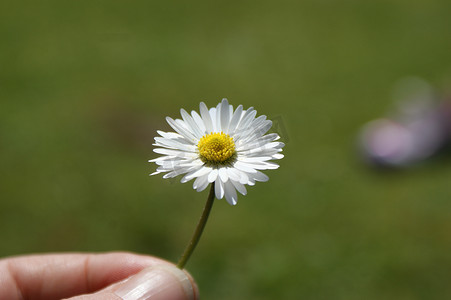 手握小雏菊，绿草散景背景