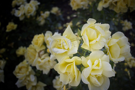 意大利花园中的黄玫瑰