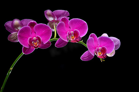 月亮兰 (Phalaenopsis amabilis)