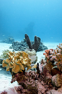 埃及红海底部有软硬珊瑚和海海绵的珊瑚礁