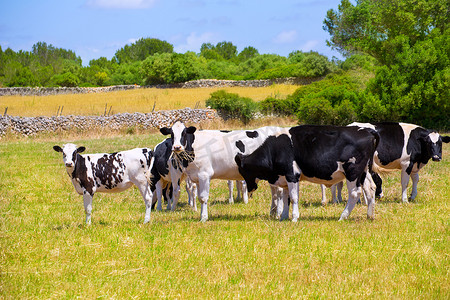 奶牛在吃草摄影照片_梅诺卡岛弗里西亚奶牛在绿色草地上吃草