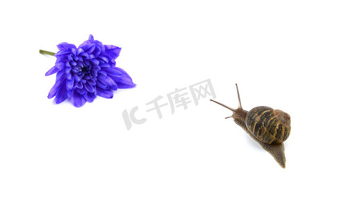 花园蜗牛朝着远处的一朵蓝色花朵走去