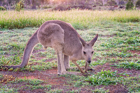 黎明时分澳大利亚袋鼠在田野觅食