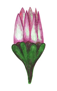 手绘红菊花在白色背景下被隔离。