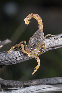 buthus 蝎子 (scorpio occitanus)