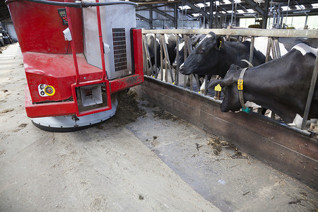 黑牛和白牛在马厩里等待喂食机器人的食物
