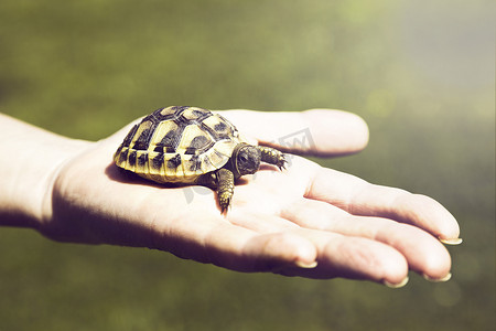 手掌中的小乌龟